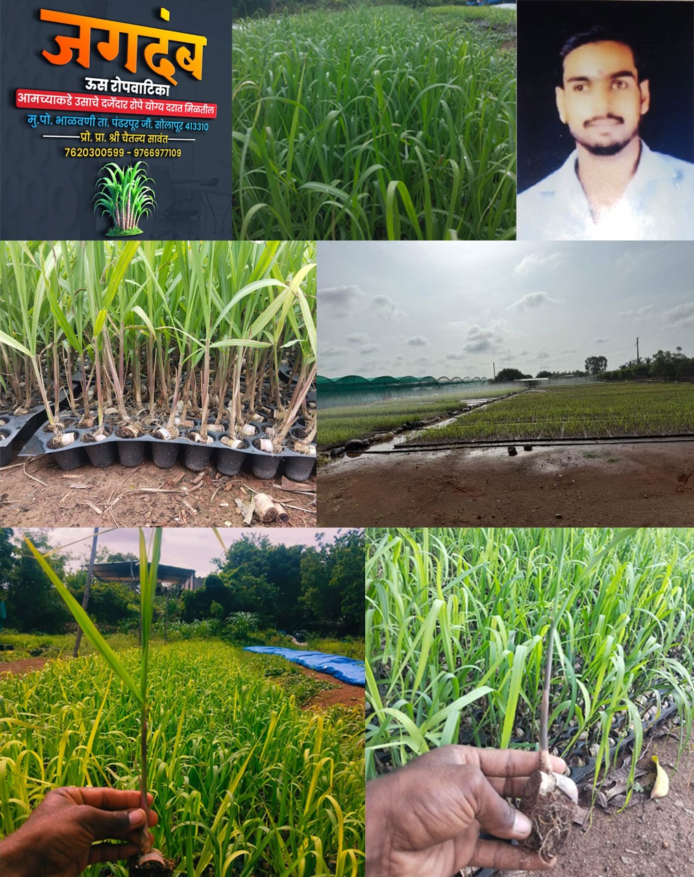 जगदंब ऊस रोपवाटिका