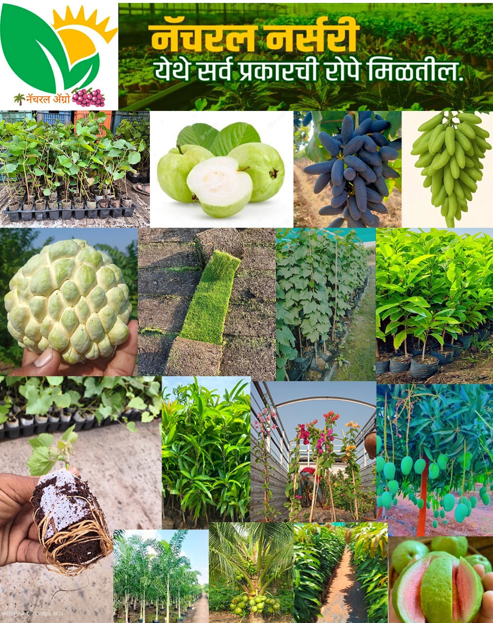 नॅचरल नर्सरी