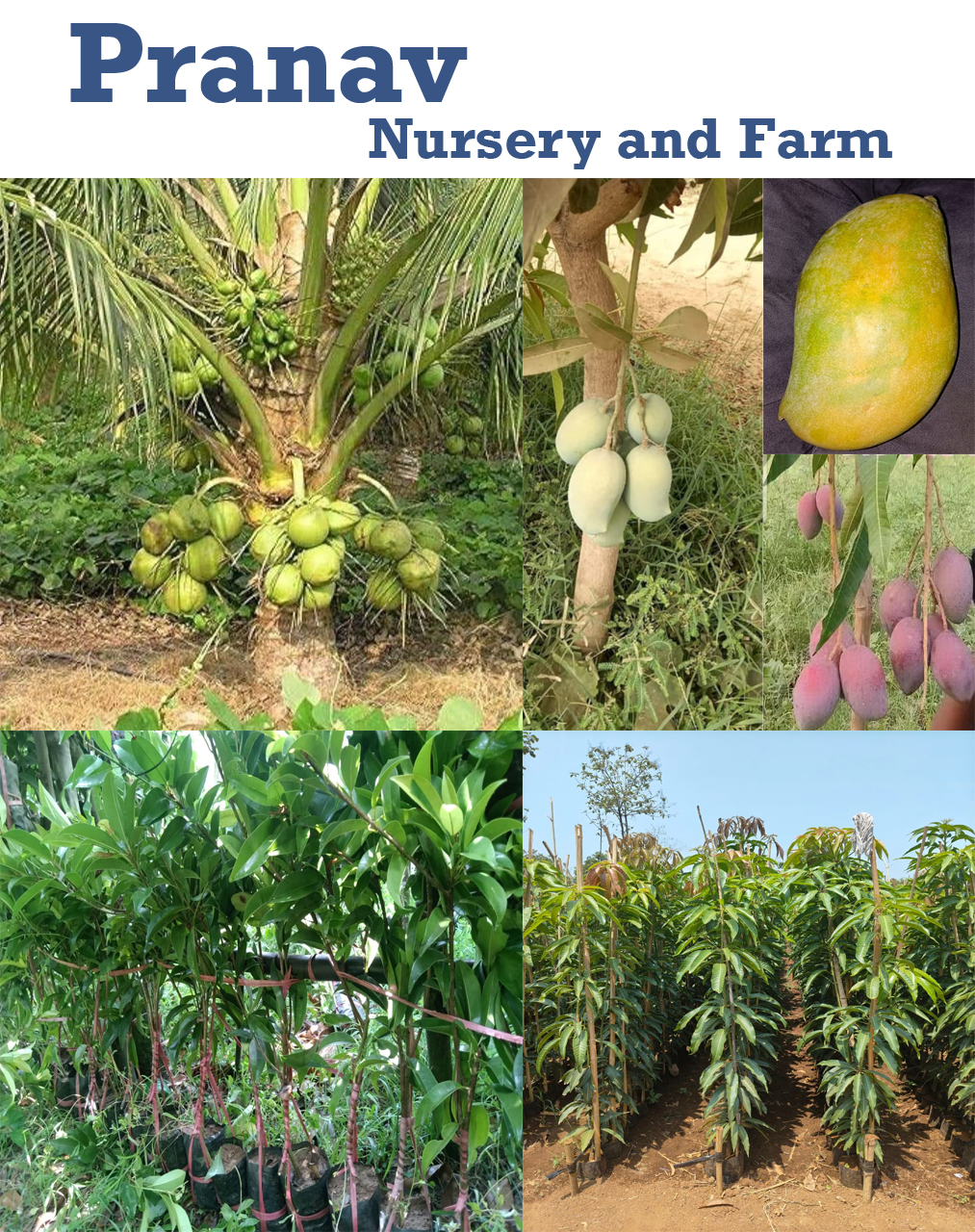 PRANAV NURSERY AND FARM | SolapurMall.com